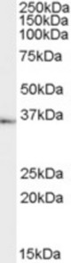 Antibody (1 ug/ml) staining of Human Testes lysate (35 ug protein in RIPA buffer). Primary incubation was 1 hour. Detected by chemiluminescence.