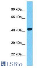 PTRF / CAVIN antibody Western Blot of MCF7. Antibody dilution: 1 ug/ml.