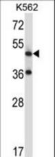 TACR3 Antibody western blot of K562 cell line lysates (35 ug/lane). The TACR3 antibody detected the TACR3 protein (arrow).