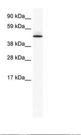 NIH 3T3 Cell Lysate.