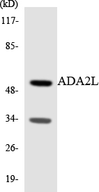Western blot of the lysates from RAW264.7cells using ADA2L antibody.