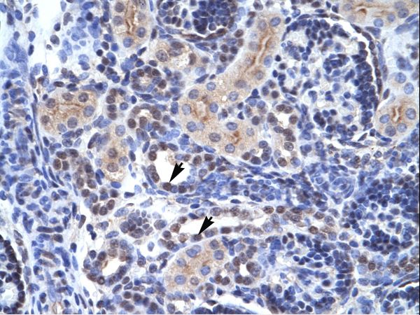 TAF1 antibody LS-C29842 was used in IHC to stain formalin-fixed, paraffin-embedded human kidney.