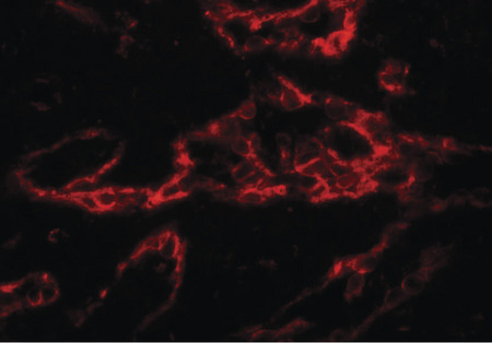 Immunofluorescence of PTRF in human spleen tissue with PTRF antibody at 20 ug/ml.