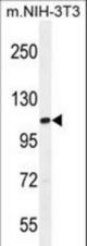 TAF1 Antibody western blot of mouse NIH-3T3 cell line lysates (35 ug/lane). The TAF1 antibody detected the TAF1 protein (arrow).