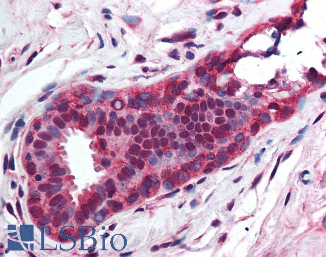 Anti-TAF1 antibody IHC of human breast. Immunohistochemistry of formalin-fixed, paraffin-embedded tissue after heat-induced antigen retrieval. Antibody LS-B1907 dilution 1:50.