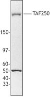 MCF7 nuclear extract was resolved by electrophoresis, transferred to nitrocellulose, and probed with rabbit anti-TAF250 antibody. Proteins were visualized using a donkey anti-rabbit secondary conjugated to HRP and a chemiluminescence detection system. In addition to the TAF250 specific band, this polyclonal antibody detects an unknown protein with a molecular weight of approximately 50 kD.