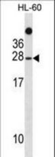TAF11 Antibody western blot of HL-60 cell line lysates (35 ug/lane). The TAF11 antibody detected the TAF11 protein (arrow).