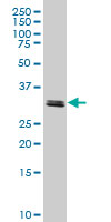 TAF11 monoclonal antibody (M06), clone 3G6 Western blot of TAF11 expression in HeLa NE.