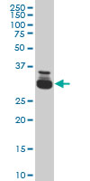 TAF11 monoclonal antibody (M03), clone 3H5 Western blot of TAF11 expression in HeLa NE.