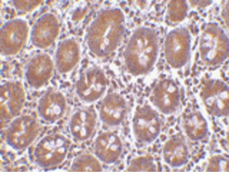 Immunohistochemistry of Bit1 in human small intestine tissue with Bit1 antibody at 10 ug/ml.