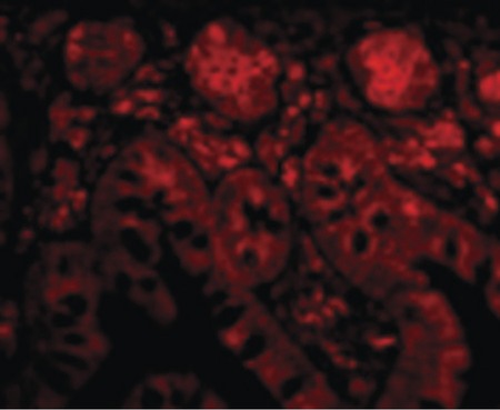 Immunofluorescence of Bit1 in Human Small Intestine cells with Bit1 antibody at 20 ug/ml.