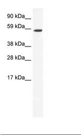 SP2/0 Cell Lysate