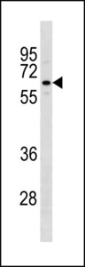 TAF1B Antibody western blot of K562 cell line lysates (35 ug/lane). The TAF1B antibody detected the TAF1B protein (arrow).