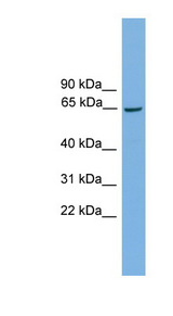 TAF1B antibody LS-C116079 Western blot of Mouse Heart lysate.