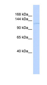 TAF2 antibody LS-C101445 Western blot of 293T cell lysate.