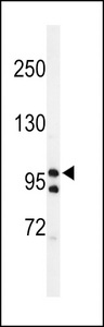 Western blot of lysates from HT-29, Jurkat, KG-1, PC-3 cell line (from left to right), using TAF2 Antibody. Antibody was diluted at 1:1000 at each lane. A goat anti-rabbit IgG H&L (HRP) at 1:5000 dilution was used as the secondary antibody. Lysates at 35ug per lane.