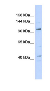 TAF4 antibody LS-C109786 Western blot of 293T cell lysate.