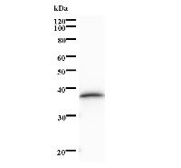 Western blot analysis of immunized recombinant protein, using anti-TAF4 monoclonal antibody.