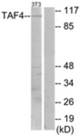 Western blot analysis of extracts from NIH-3T3 cells, using TAF4 Antibody. The lane on the right is treated with the synthesized peptide.