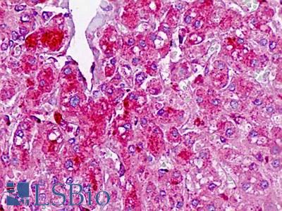 Anti-TAF4B antibody IHC staining of human liver. Immunohistochemistry of formalin-fixed, paraffin-embedded tissue after heat-induced antigen retrieval.