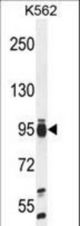 TAF4B Antibody western blot of K562 cell line lysates (35 ug/lane). The TAF4B antibody detected the TAF4B protein (arrow).