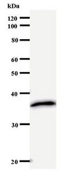 Western blot of immunized recombinant protein using TAF4B antibody.
