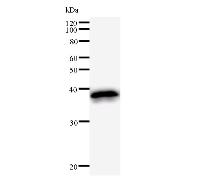 Western blot analysis of immunized recombinant protein, using anti-TAF5 monoclonal antibody.