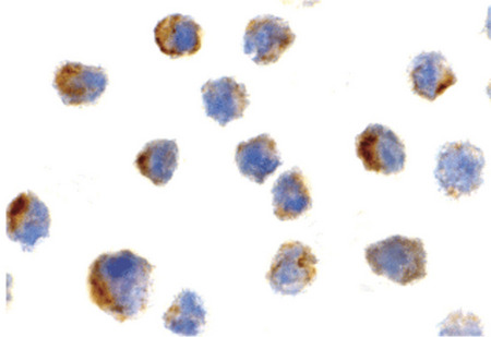 Immunocytochemistry of Bit1 in 3T3 cells with Bit1 antibody at 2 ug/ml.