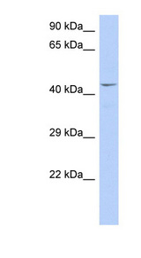 TAF7 antibody LS-C112374 Western blot of DU145 cell lysate.