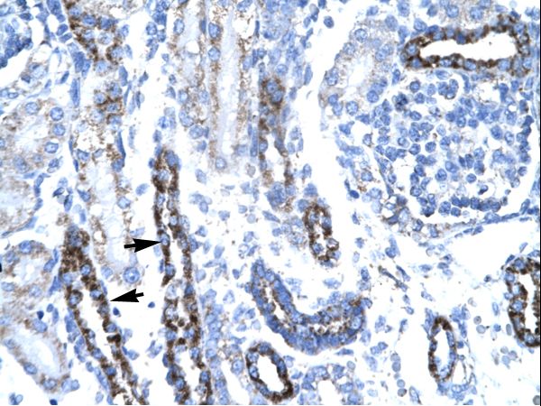 TAF7 antibody LS-C30833 was used in IHC to stain formalin-fixed, paraffin-embedded human kidney.