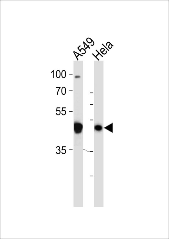 TAF7 Antibody western blot of A549,HeLa cell line lysates (35 ug/lane). The TAF7 antibody detected the TAF7 protein (arrow).