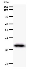 Western blot of immunized recombinant protein using TAF6 antibody.