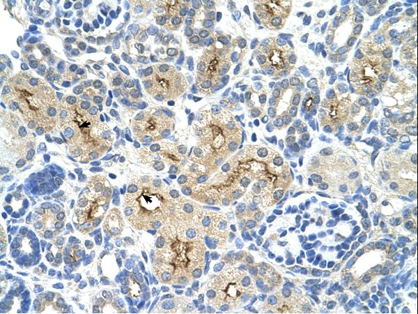 TAF6 antibody LS-C80100 was used in IHC to stain formalin-fixed, paraffin-embedded human kidney.