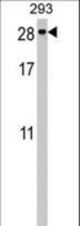 PTTG2 Antibody western blot of 293 cell line lysates (35 ug/lane). The PTTG2 antibody detected the PTTG2 protein (arrow).