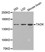 Western blot analysis of extracts of various cell lines, using TAOK2 antibody.