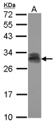 Sample (30 ug of whole cell lysate) A: NT2D1 12% SDS PAGE PTTG2 antibody diluted at 1:1000