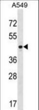 PTX3 Antibody western blot of A549 cell line lysates (35 ug/lane). The PTX3 antibody detected the PTX3 protein (arrow).
