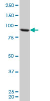 TARS monoclonal antibody (M01), clone 1A9 Western blot of TARS expression in HeLa.