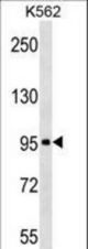 ABI3BP Antibody western blot of K562 cell line lysates (35 ug/lane). The ABI3BP antibody detected the ABI3BP protein (arrow).