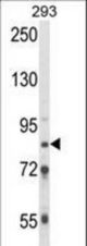 Western blot of TARSL2 Antibody in 293 cell line lysates (35 ug/lane). TARSL2 (arrow) was detected using the purified antibody.