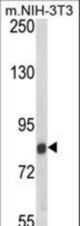 Western blot of TARSL2 Antibody in NIH-3T3 cell line lysates (35 ug/lane). TARSL2 (arrow) was detected using the purified antibody.
