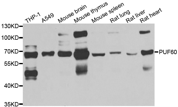 Western blot analysis of extracts of various cell lines, using PUF60 antibody.