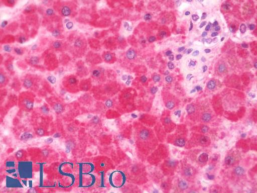 Anti-PUF60 antibody IHC staining of human liver. Immunohistochemistry of formalin-fixed, paraffin-embedded tissue after heat-induced antigen retrieval. Antibody LS-B10758 concentration 7.5 ug/ml.