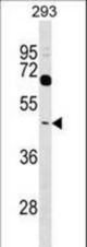 TAS2R38 Antibody western blot of 293 cell line lysates (35 ug/lane). The TAS2R38 antibody detected the TAS2R38 protein (arrow).