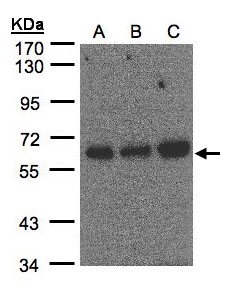 Sample (30 ug of whole cell lysate). A: Hep G2, B: MOLT4, C: Raji . 7.5% SDS PAGE. PUF60 antibody diluted at 1:500