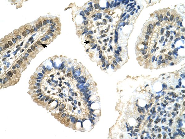 PUF60 antibody LS-C80372 was used in IHC to stain formalin-fixed, paraffin-embedded human intestine.