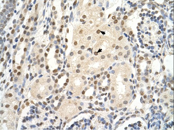 PUF60 antibody LS-C80370 was used in IHC to stain formalin-fixed, paraffin-embedded human kidney.