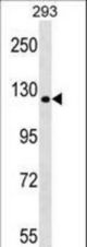 TBC1D1 Antibody western blot of 293 cell line lysates (35 ug/lane). The TBC1D1 antibody detected the TBC1D1 protein (arrow).