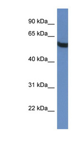 TBC1D10A antibody LS-C135828 Western blot of HepG2 cell lysate.