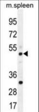 TBC1D13 Antibody western blot of mouse spleen tissue lysates (35 ug/lane). The TBC1D13 antibody detected the TBC1D13 protein (arrow).
